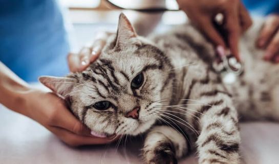 Feverish cat under veterinary care